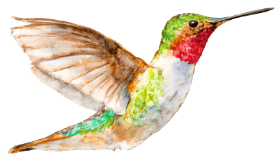 Hummingbird