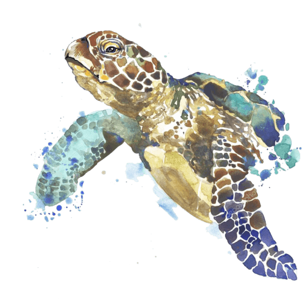 depositphotos_77351662-stock-photo-sea-turtle-t-shirt-graphics